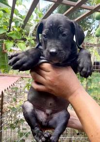 TRR5000 Cane Corso puppies pure breed #MKA reg