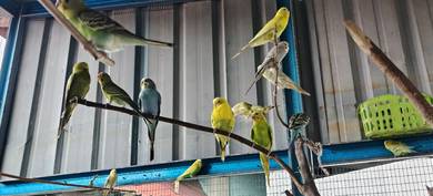 baji/budgie