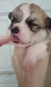 Corgi