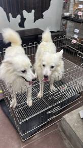 10 mths old Japanese spitz female puppies