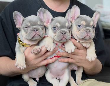FRENCH BULLDOG PUPPIES FB278🌻Cute Male~Female