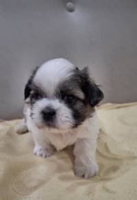 shih tzu puppy 