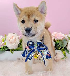Shiba