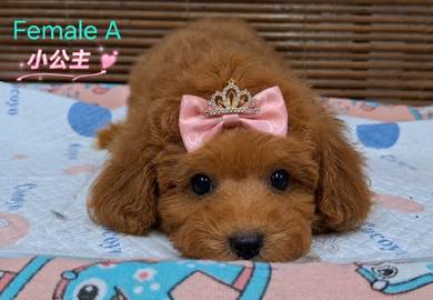 Maltipoo Puppy 