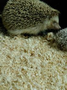 2 hedgehog 
