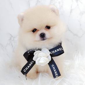 Pomeranian