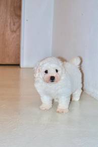 C9 Sweet Bichon Dog