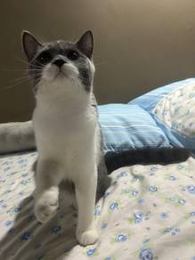 bicolour bsh female
