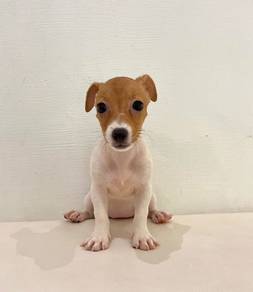 t39 Adorable Jack Russell Puppy