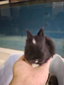 handsized baby rabbits