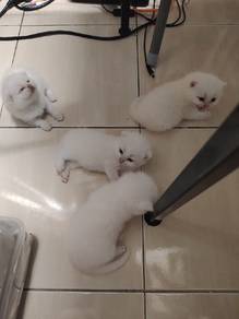 BSH Male Kitten for sale 