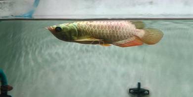 arwana super red