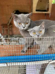 bsh