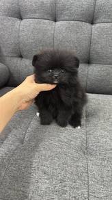 Pure Breed Mini Pomeranian (F305) 纯种黑色 迷你博美 女生