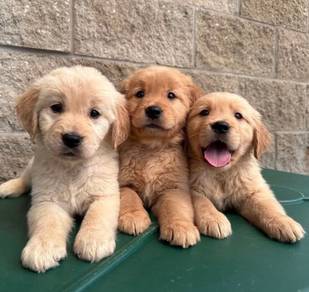 golden retriever 7
