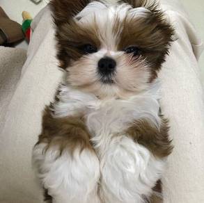 Wiggly Adorable Teddy Bear Companion Dog