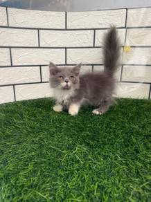 Bicolor Munchkin kitten