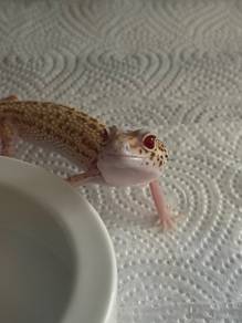 Tremper Albino Leopard Gecko