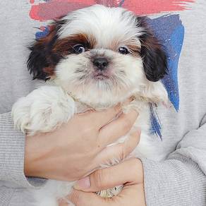 Shih Tzu