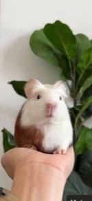 Guinea Pig Male English Crested