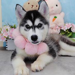 Wooly Husky
