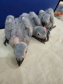 Burung African grey