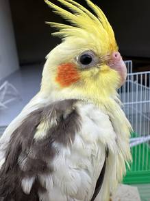 burung