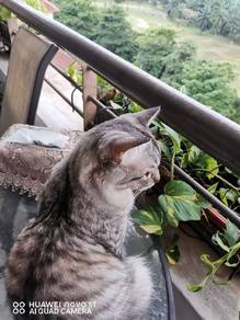 cat for  adoption