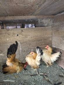 ayam serama 3ekor 