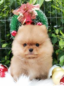 Pomeranian