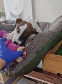 JRT Jack Russell puppy female