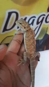 Bearded Dragon 