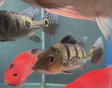 Peacock Bass Mono Dan Orino 9/10 inch +