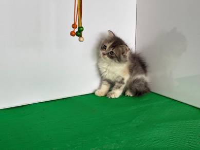 persian