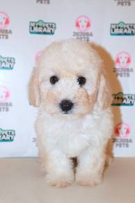 f30 Charming Maltipoo Dog