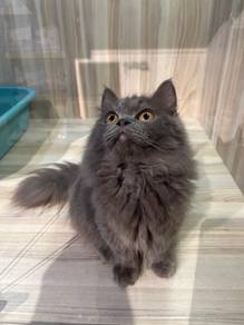 Munchkin Cat for Sale