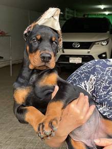 Doberman Puppy