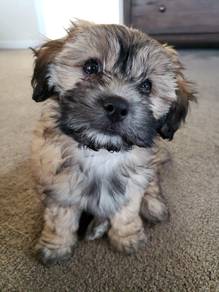 Nose-nudger Maltipoo tiny cute fluffy companian pu