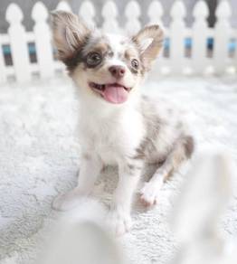CHIHUAHUA PUPPIES VIP03 🌷Head Apple Bonnie Dog