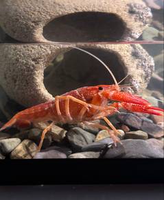 Live Red Crayfish + Complete Aquarium Set 🦞