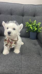 西高地男
Westie
Male
GM-1
Dob : 20-05-26


🌸 共有4只母1公