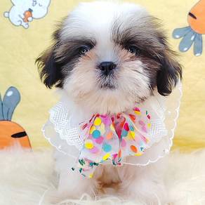 Shih Tzu