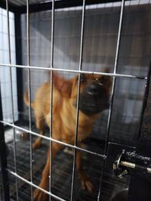 menyesal anjing belgian mix german