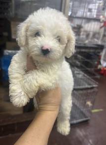 泰迪
Tiny Poodle
Male
M1
Dob ：2个月大