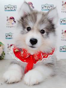WOOLY Husky