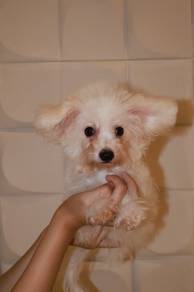 J0879 Bichon Gorgeous and Cuddly Puppy