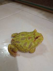 Pacman frog