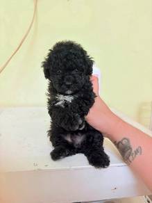 Tinytoy Poodle