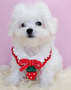 Maltese