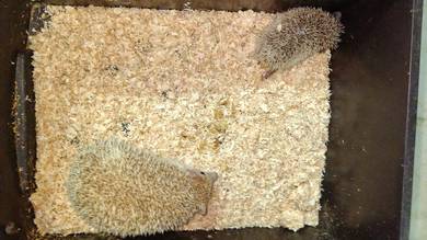hedgehog 2 ekor 
